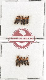 Scientific lot no. 98 Staphylinidae (10 pcs)