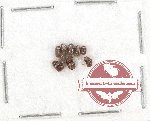 Aderidae scientific lot no. 1 (9 pcs) (!!! Anobiidae)