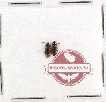 Laemophloeidae Scientific lot no. 9 (2 pcs)