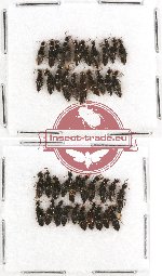 Scientific lot no. 95 Staphylinidae (40 pcs)