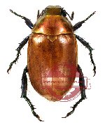 Callistethus plagiicollis