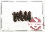 Scientific lot no. 3 Temnochilidae (5 pcs)