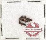 Scientific lot no. 73 Coccinelidae (14 pcs)