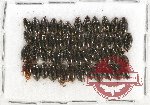 Gyrinidae Scientific lot no. 21 (50 pcs)