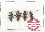 Silvanidae Scientific lot no. 6 (Macroheliota sp.) (4 pcs)