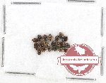 Dermestidae Scientific lot no. 13 (20 pcs)