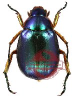 Anomala sp. 22