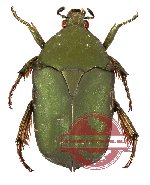 Protaetia (Protaetiola) pseudohageni