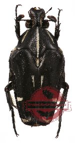 Ixorida (Mecinonota) regia niassica (5 pcs)