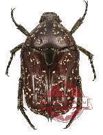 Protaetia (Pseudourbania) lorkovici lorkovici