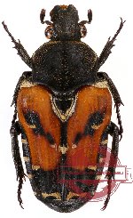 Taeniodera rafflesiana