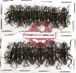 Scientific lot no. 46 Erotylidae (13 pcs)