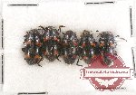 Scientific lot no. 56 Erotylidae (5 pcs)