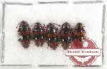 Scientific lot no. 54 Erotylidae (5 pcs)