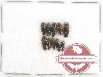 Scientific lot no. 66 Buprestidae (Coraebini) (10 pcs)