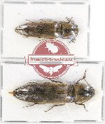 Scientific lot no. 90A Elateridae (2 pcs)