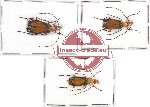 Scientific lot no. 34 Meloidae (3 pcs)