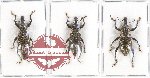 Scientific lot no. 380 Curculionidae (3 pcs)