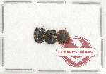 Scientific lot no. 203 Chrysomelidae (3 pcs)