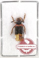 Chrysomelidae sp. 61A (A2)