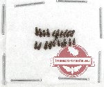 Dasytidae Scientific lot no. 3 (20 pcs)