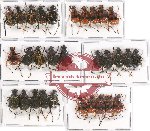 Scientific lot no. 3 Trichiinae (30 pcs)