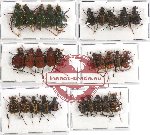 Scientific lot no. 4 Trichiinae (30 pcs A-, A2)