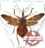 Panthous sp. 1 (spread)