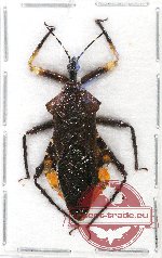 Panthous sp. 1 (closed) (A2)