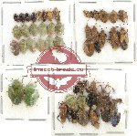 Scientific lot no. 464 Heteroptera (49 pcs)