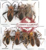 Scientific lot no. 461 Heteroptera (8 pcs A2)