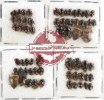 Scientific lot no. 456 Heteroptera (64 pcs)