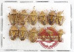 Scientific lot no. 466 Heteroptera (12 pcs)