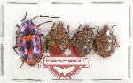 Scientific lot no. 463 Heteroptera (4 pcs A2)