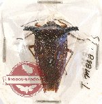 Scientific lot no. 448A Heteroptera (1 pc A2)