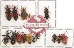 Scientific lot no. 460 Heteroptera (15 pcs A, A-, A2)
