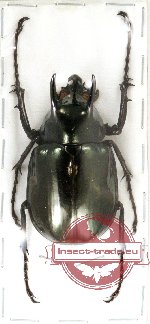 Chalcosoma atlas ssp. ?