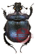 Enoplotrupes (s.str.) birmanicus (male A2)