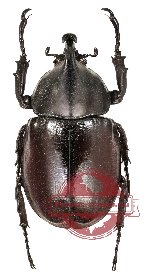 Xylotrupes beckeri intermedius (m A1, f A-)