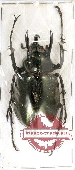 Chalcosoma atlas ssp.