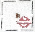 Colydidae Scientific lot no. 12 (2 pcs)