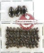 Gyrinidae Scientific lot no. 30 (33 pcs)