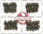 Gyrinidae Scientific lot no. 18A (40 pcs)