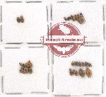 Bruchidae Scientific lot no. 15 (27 pcs)