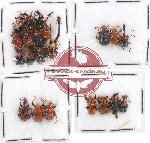 Scientific lot no. 31 Attelabidae (21 pcs)