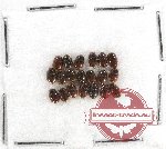 Scientific lot no. 1BB Staphylinidae (20 pcs)