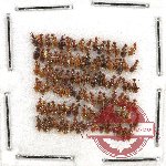 Anthicidae Scientific lot no. 34 (102 pcs)