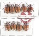 Scientific lot no. 76B Melolonthinae (9 pcs)