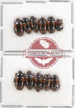 Scientific lot no. 61 Erotylidae (11 pcs)