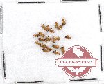 Scientific lot no. 206A Chrysomelidae (20 pcs)